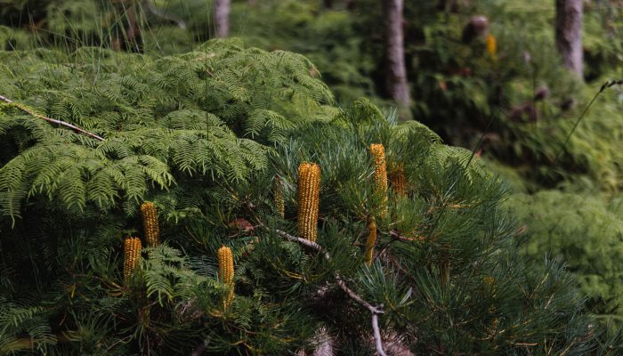 StayKCC is located within 25 acres of bushland within the World Heritage-listed Blue Mountains, NSW
