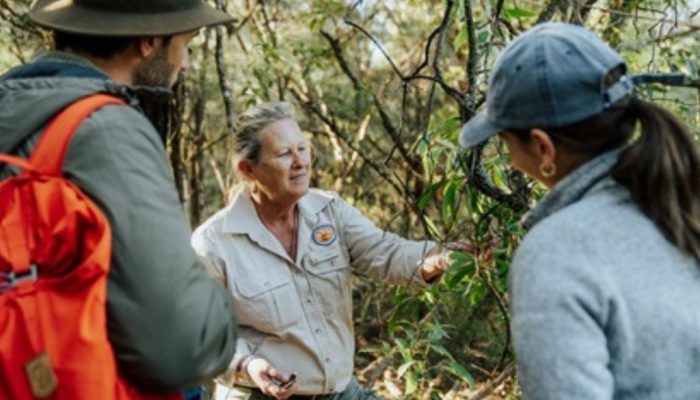 National Parks Ranger leading a guided bushwalking tour in the Blue Mountains
